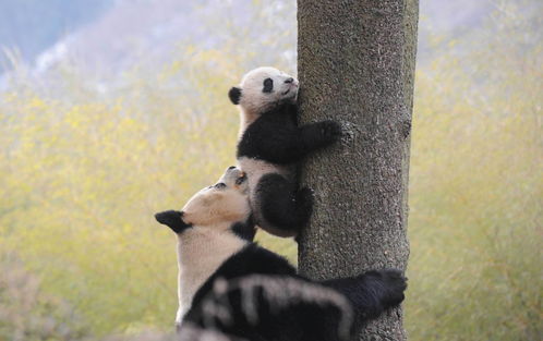 panda（panda怎么读）[20240419更新]