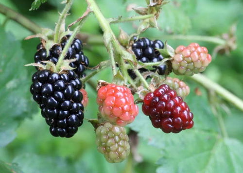 黑莓怎么吃（树莓黑莓怎么吃）[20240429更新]
