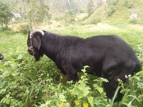 努比亚黑山羊（努比亚黑山羊最大能长多少斤）[20240510更新]