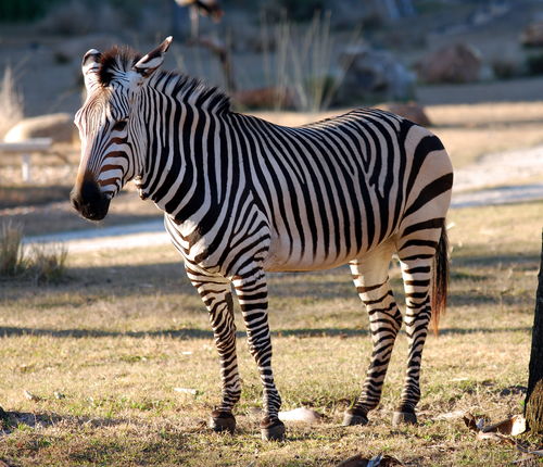 zebra(zebra英语怎么读)