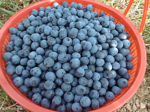 黑莓的营养价值和功效(黑莓的营养价值和功效与作用)